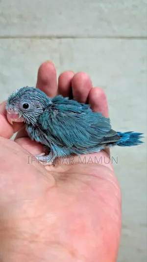 হ্যান্ড ফিডিং ফরপাস বেবি