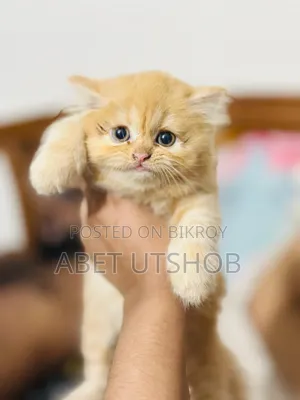 1-3 months Female Purebred Persian
