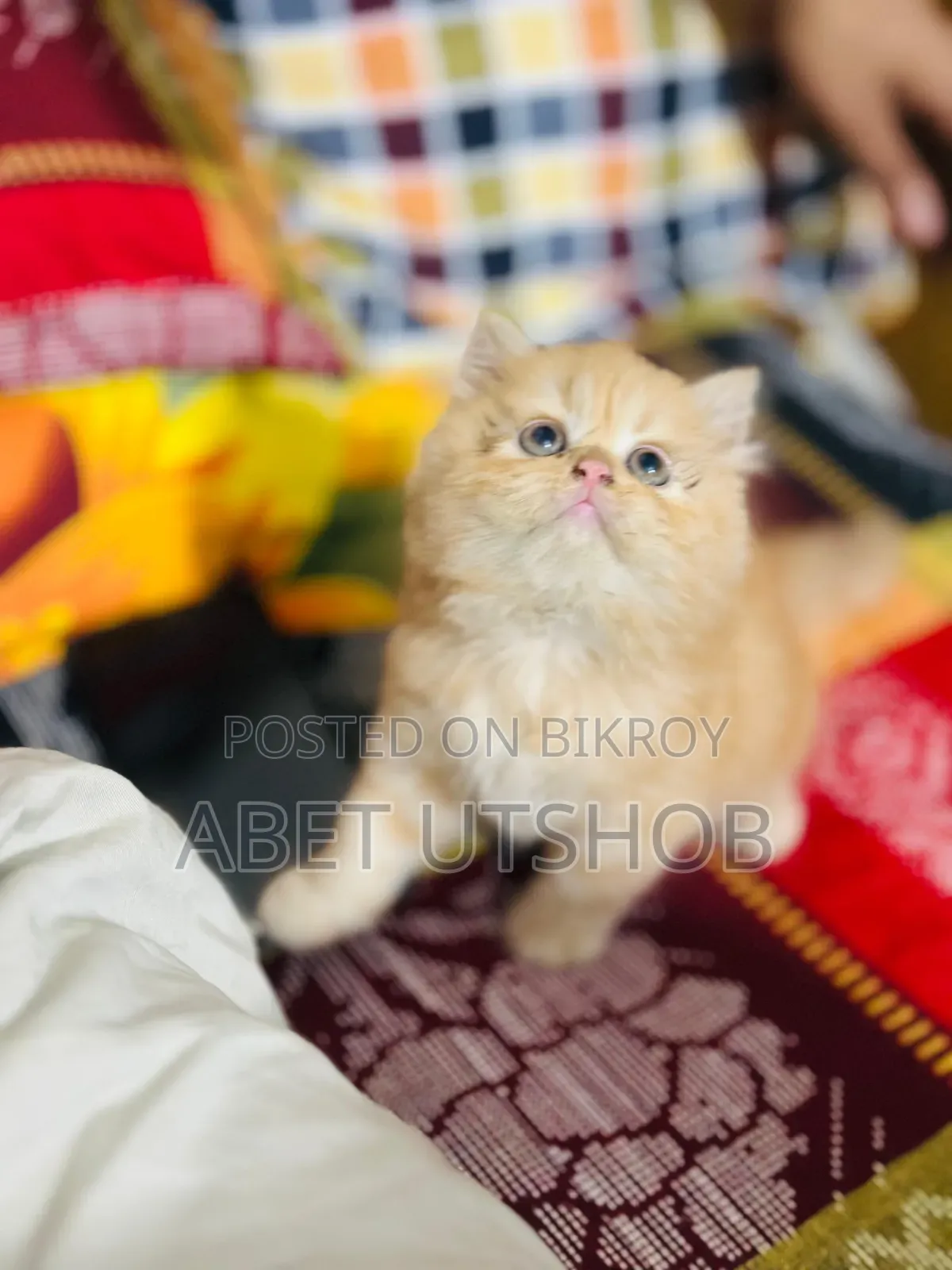 1-3 months Female Purebred Persian
