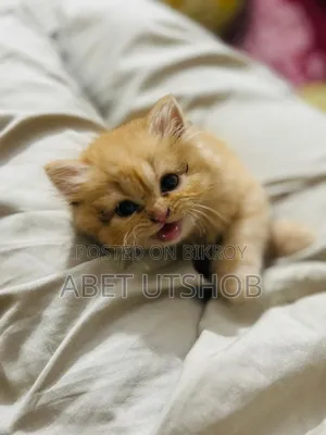 1-3 months Female Purebred Persian