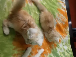 1-3 months Female Purebred Persian