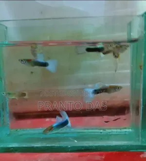 হোয়াইট টাক্সিডো গப்பி অটো ব্রিড ফিশ