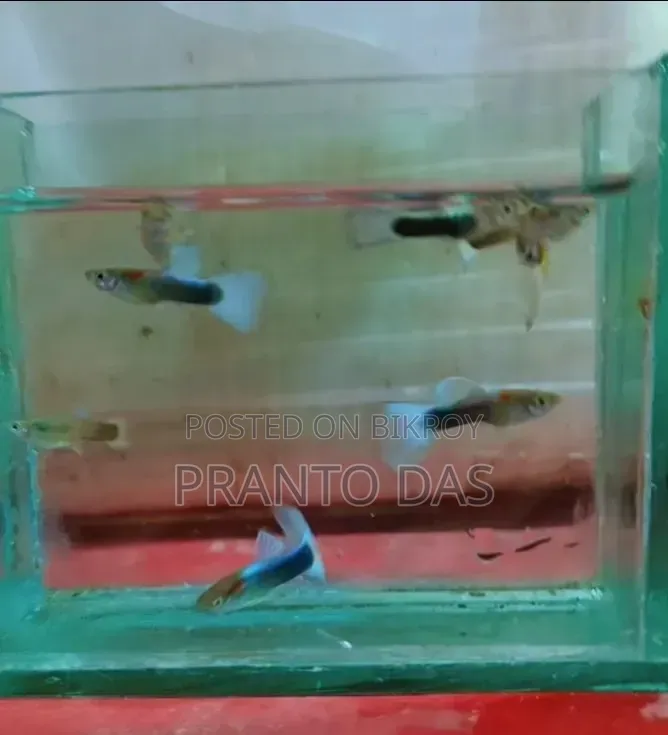 হোয়াইট টাক্সিডো গப்பி অটো ব্রিড ফিশ