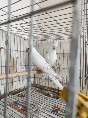 Cockatiel Albino Master Pair With 2 Babies