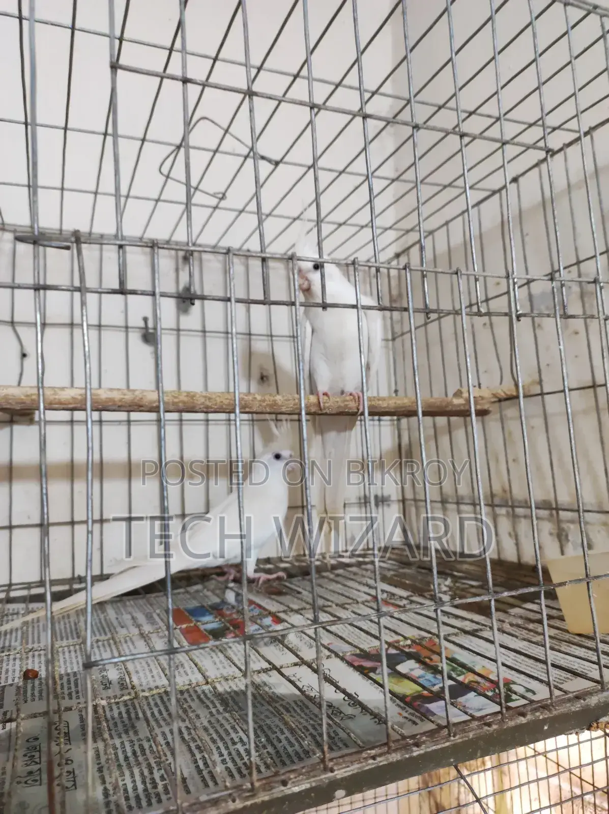 Cockatiel Albino Master Pair With 2 Babies