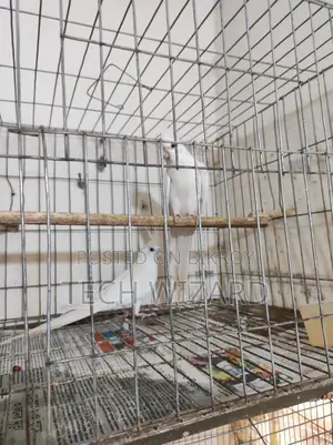 Cockatiel Albino Master Pair With 2 Babies