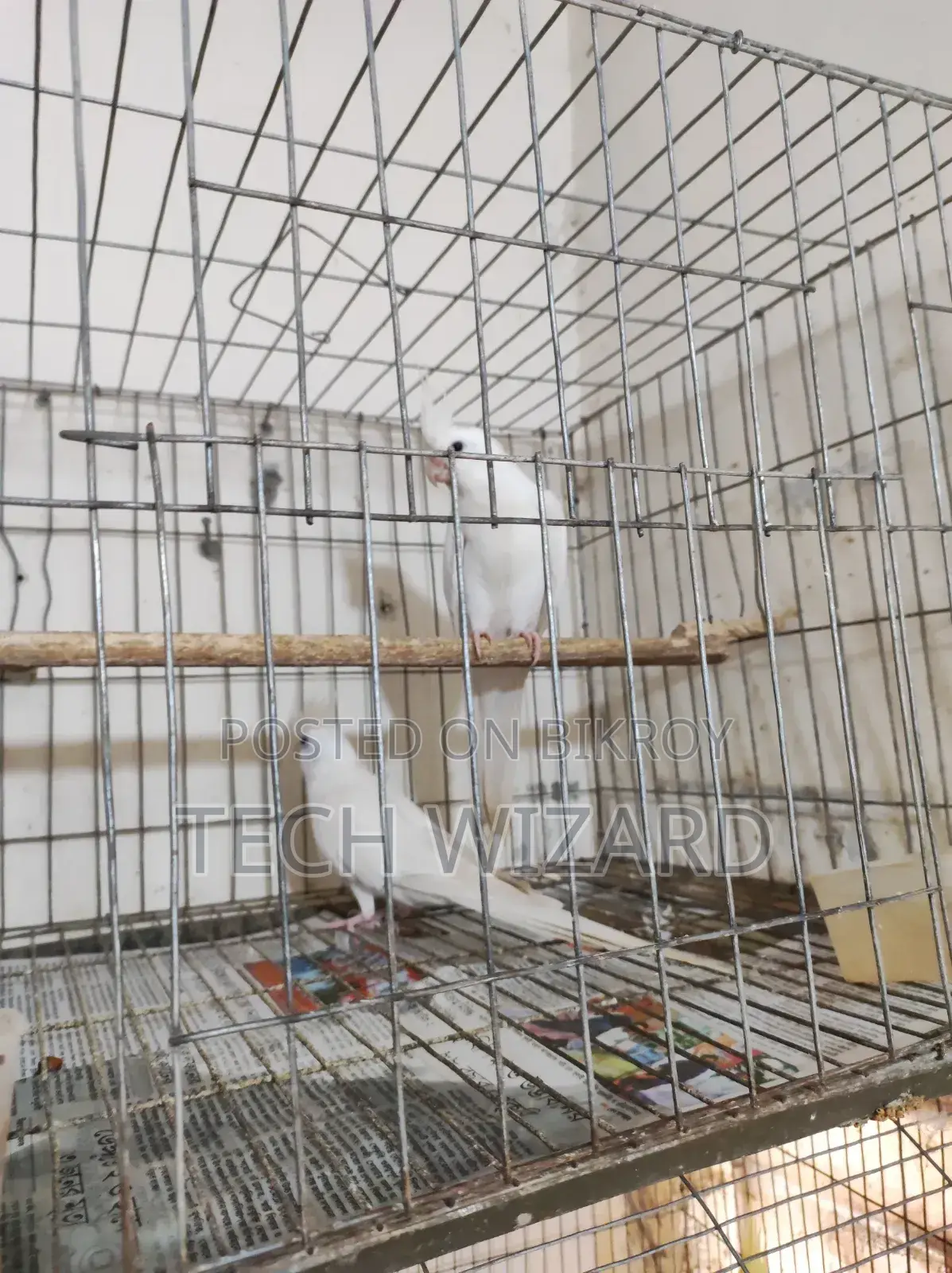 Cockatiel Albino Master Pair With 2 Babies