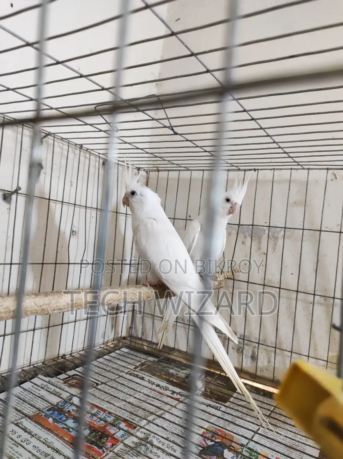 Cockatiel Albino Master Pair With 2 Babies