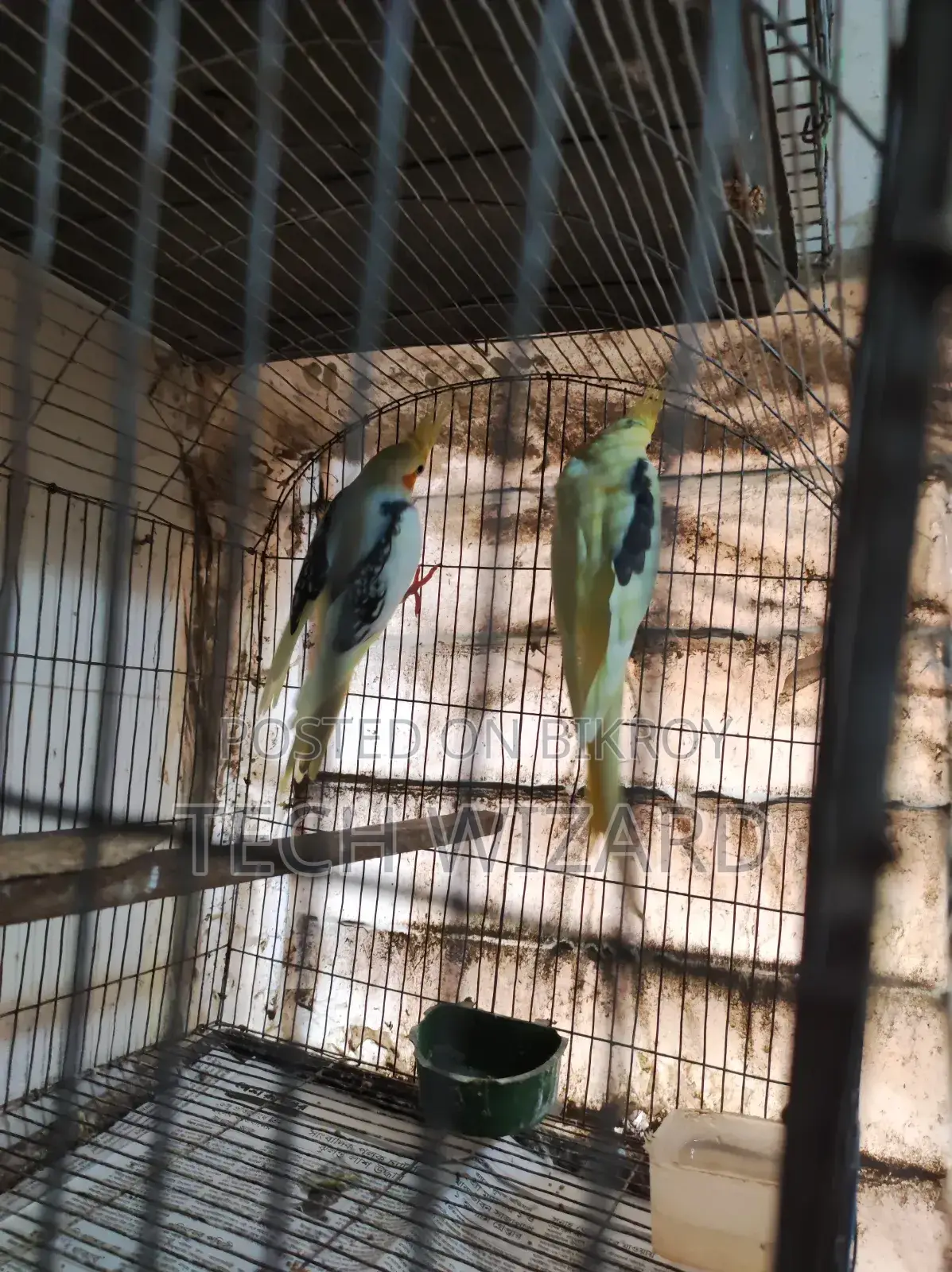 ককটেল জোড়া রানিং