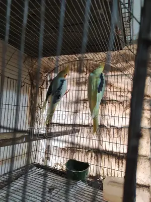 ককটেল জোড়া রানিং