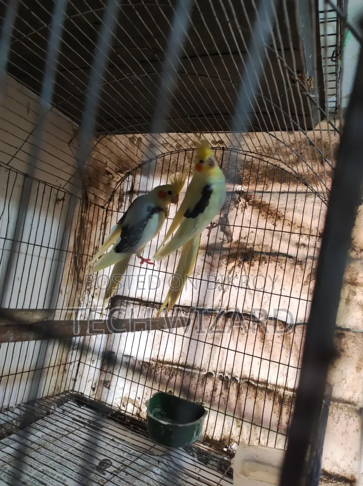 ককটেল জোড়া রানিং