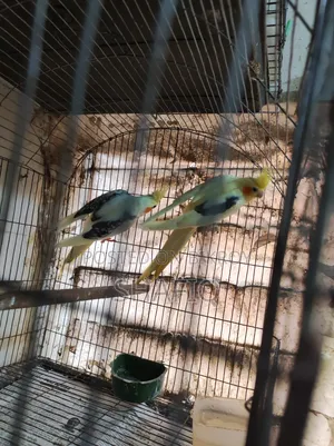 ককটেল জোড়া রানিং