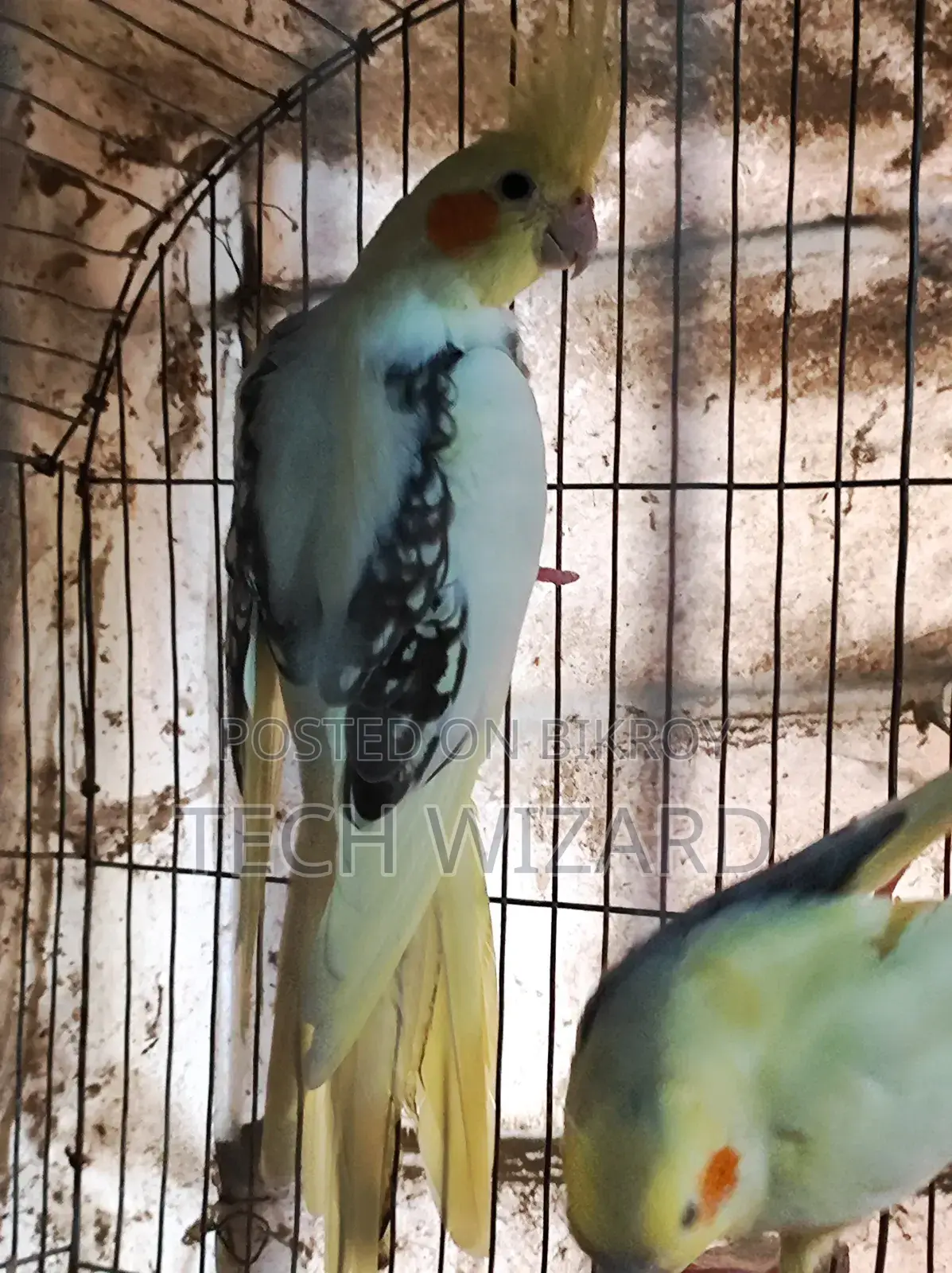 ককটেল জোড়া রানিং
