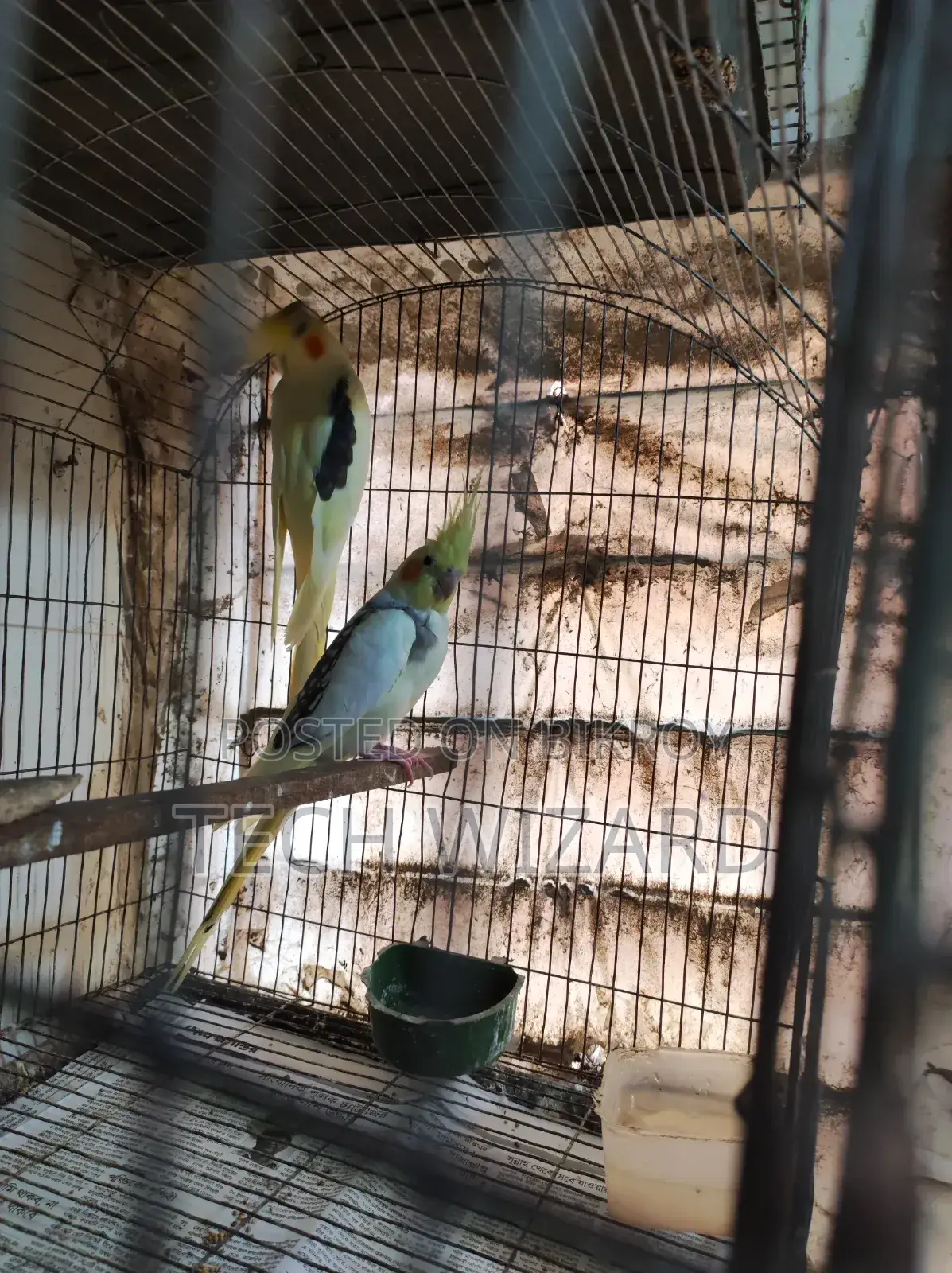 ককটেল জোড়া রানিং