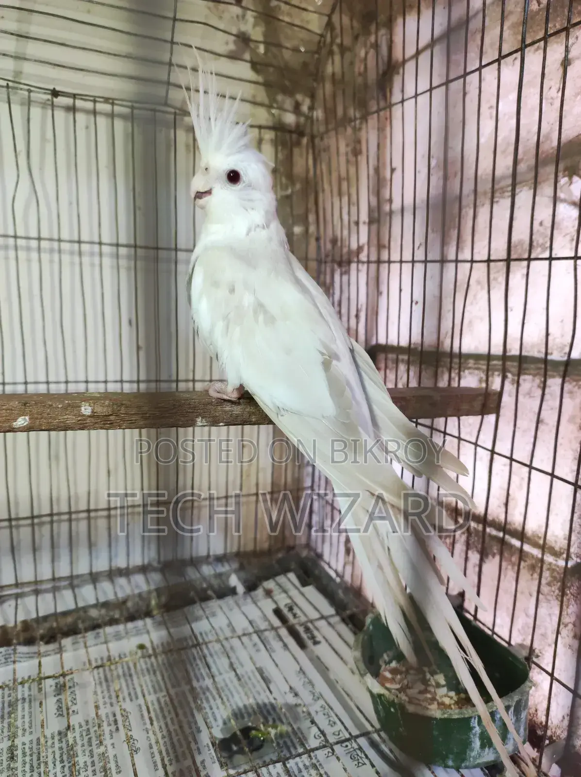 Albino Cockatiel Female Baby