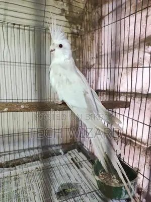 Albino Cockatiel Female Baby