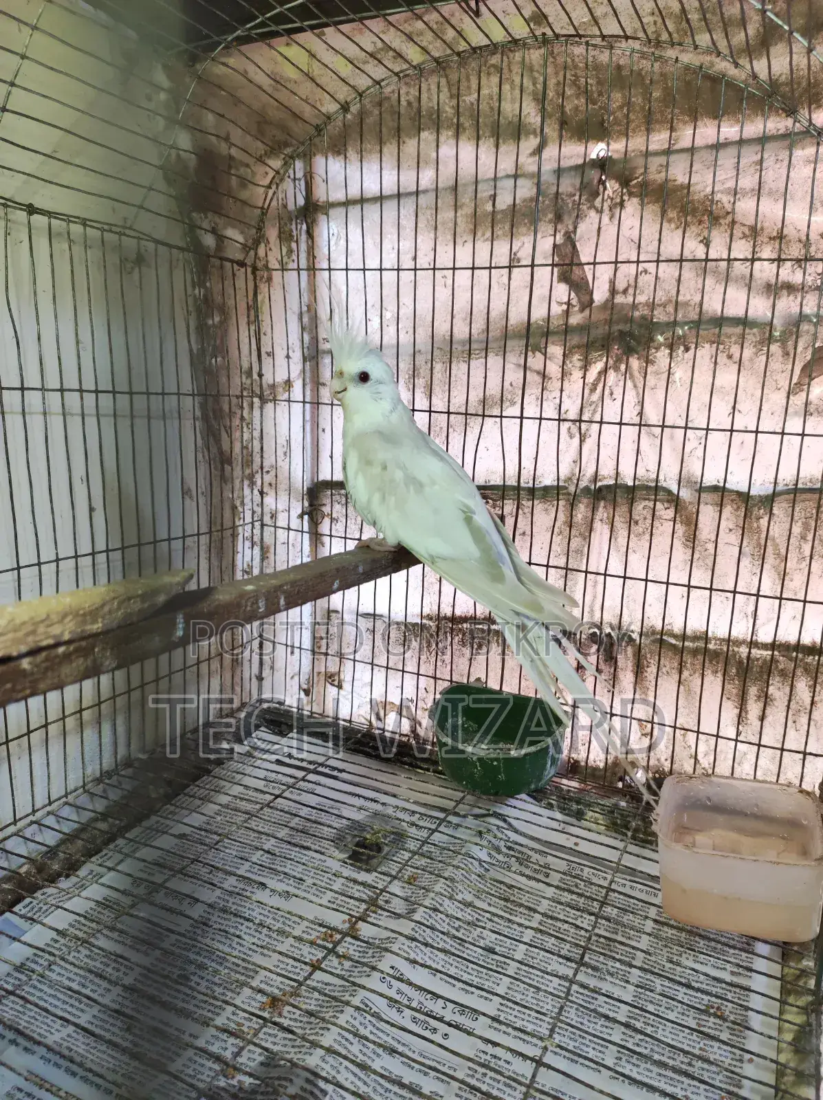 Albino Cockatiel Female Baby