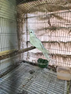 Albino Cockatiel Female Baby