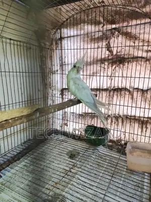 Albino Cockatiel Female Baby
