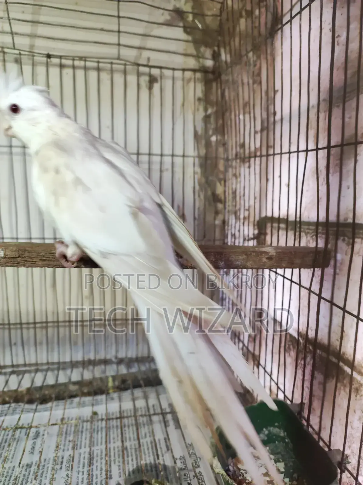 Albino Cockatiel Female Baby