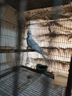 Albino Cockatiel Female Baby