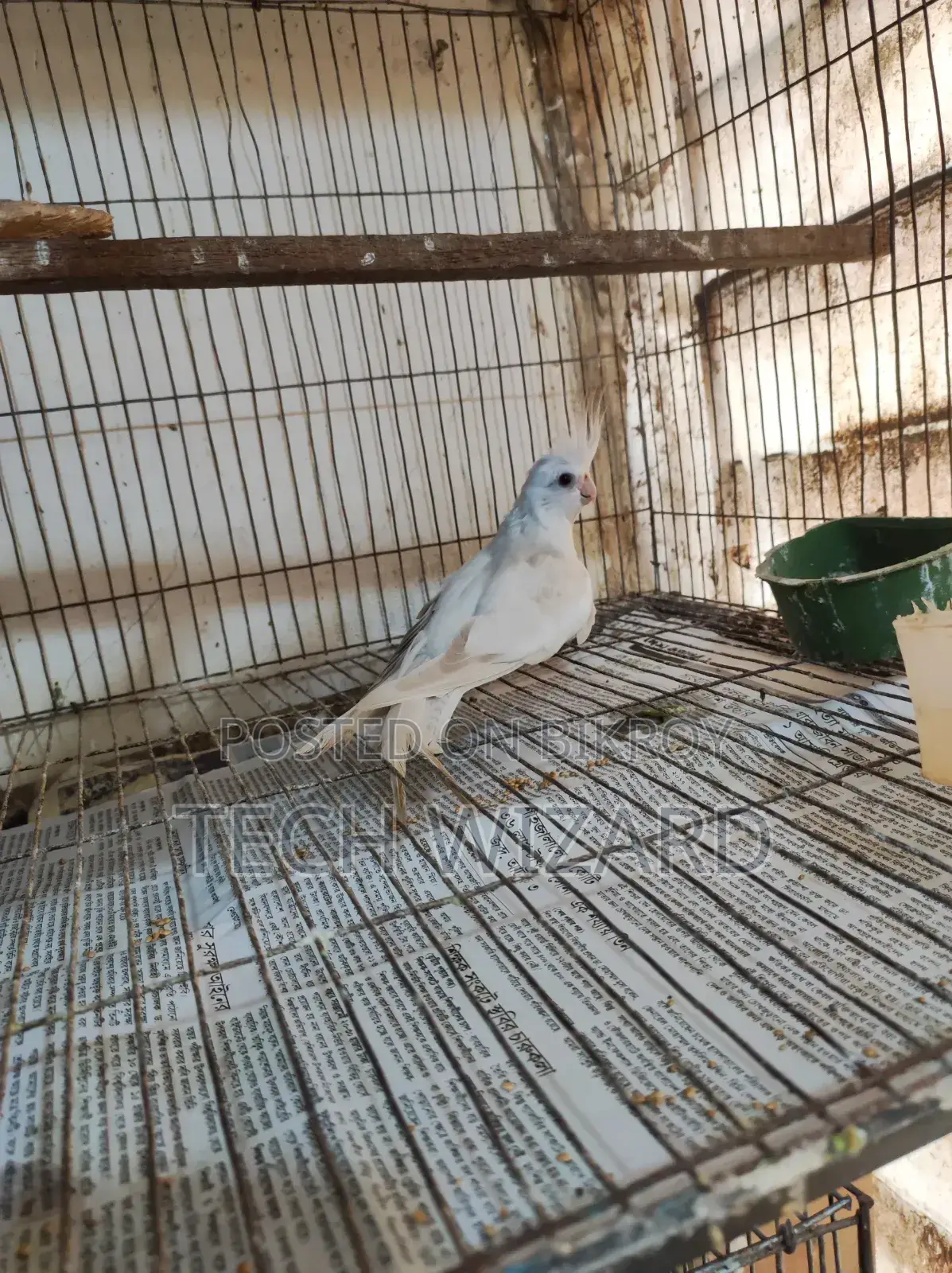 Albino Cockatiel Female Baby