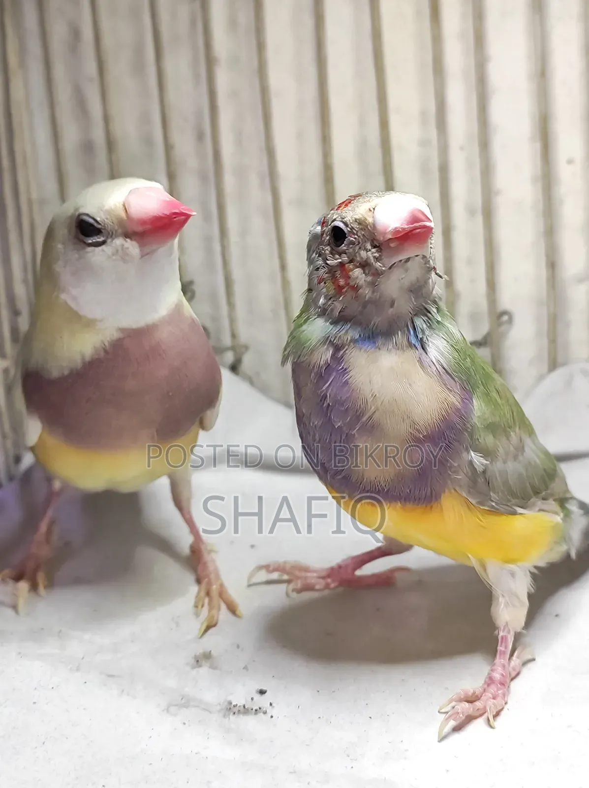 New Adult Gouldian Finch Pair
