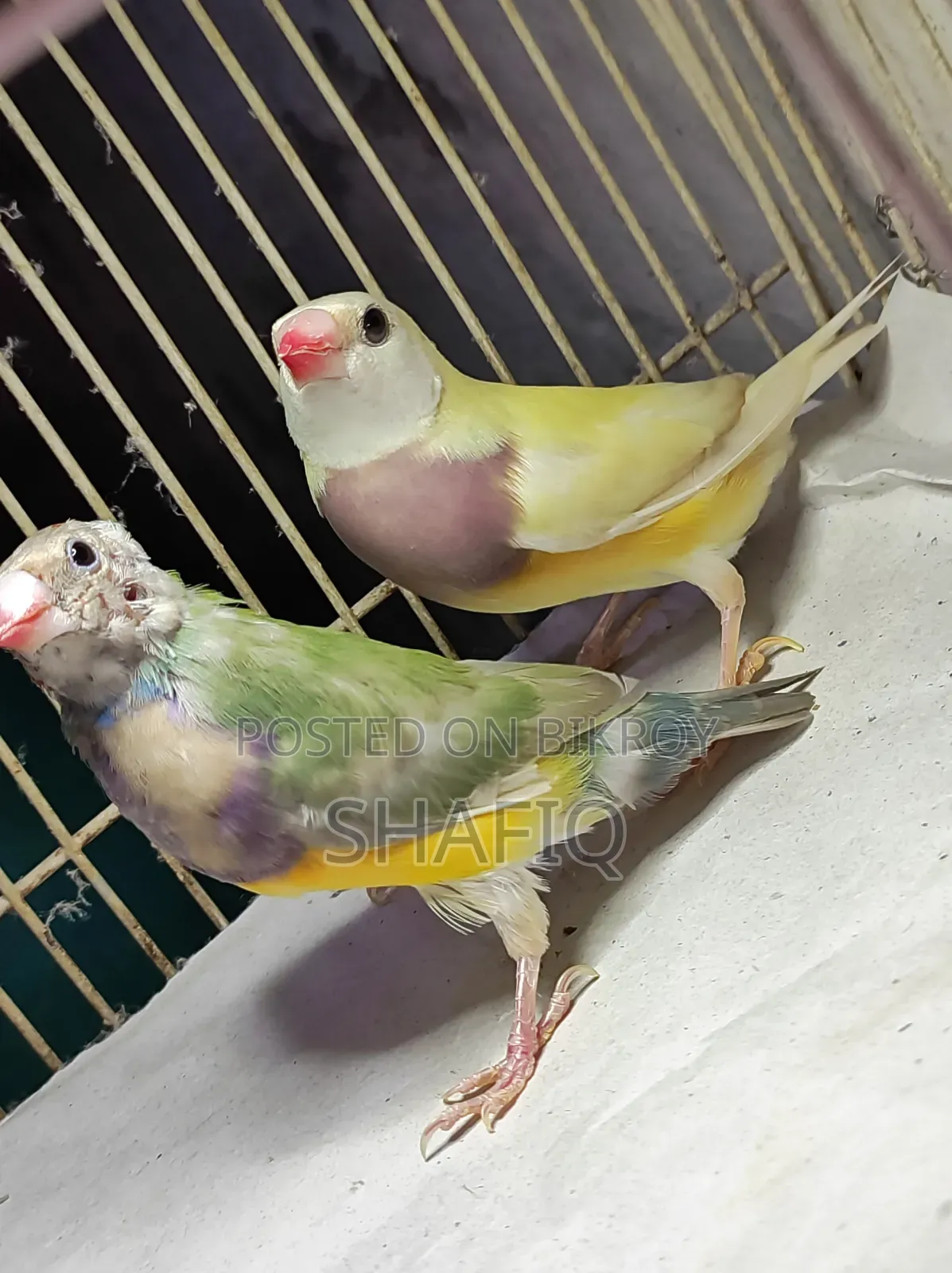New Adult Gouldian Finch Pair
