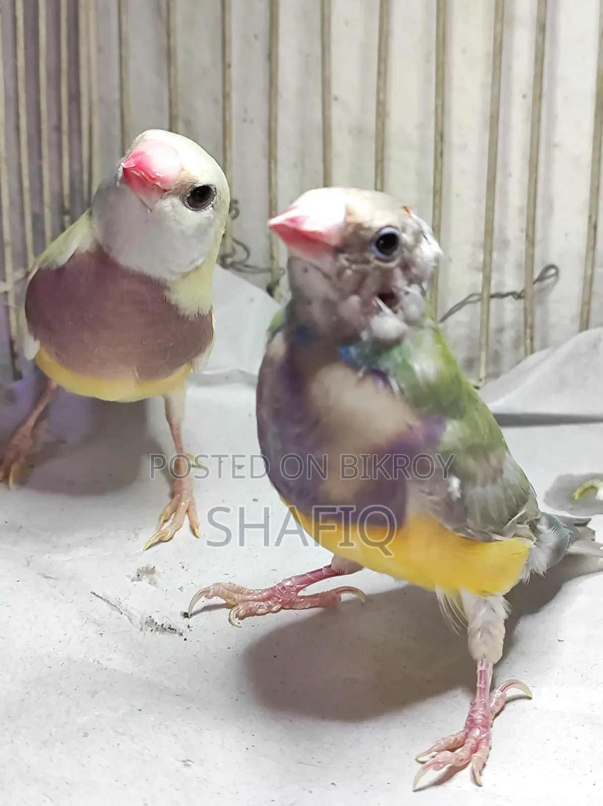 New Adult Gouldian Finch Pair
