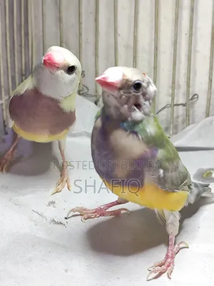 New Adult Gouldian Finch Pair