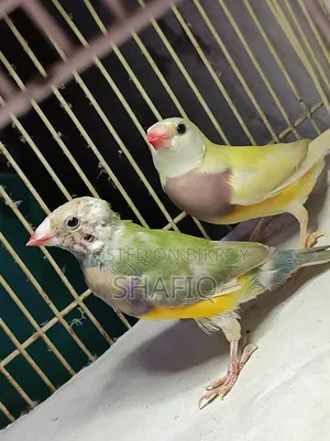 New Adult Gouldian Finch Pair