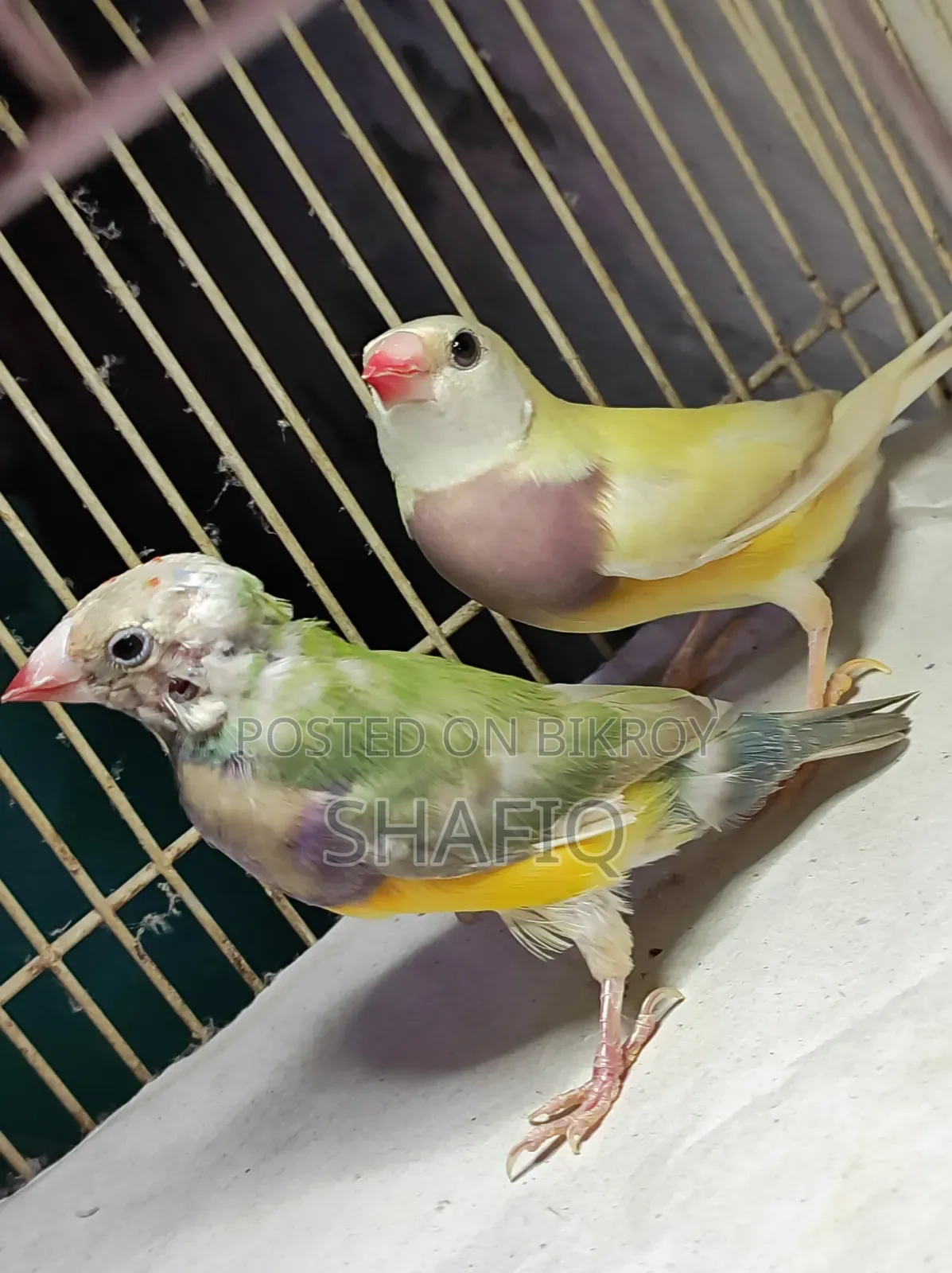 New Adult Gouldian Finch Pair