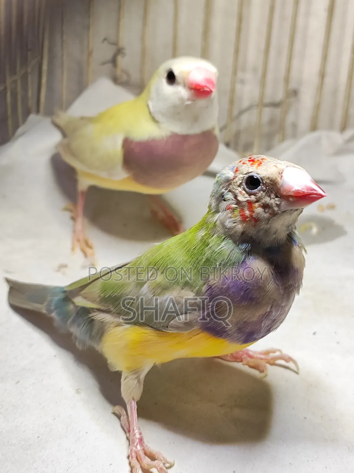 New Adult Gouldian Finch Pair