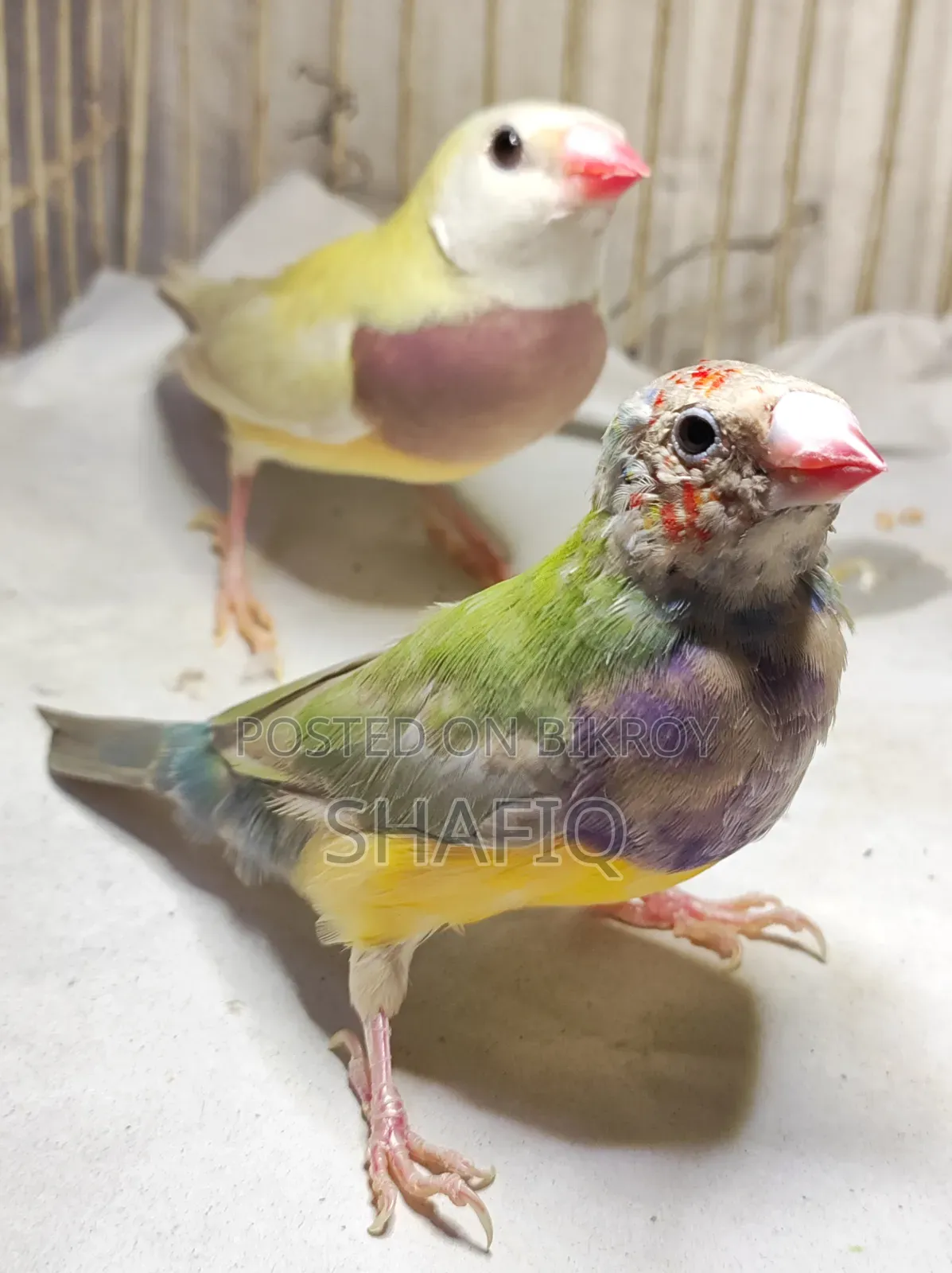 New Adult Gouldian Finch Pair
