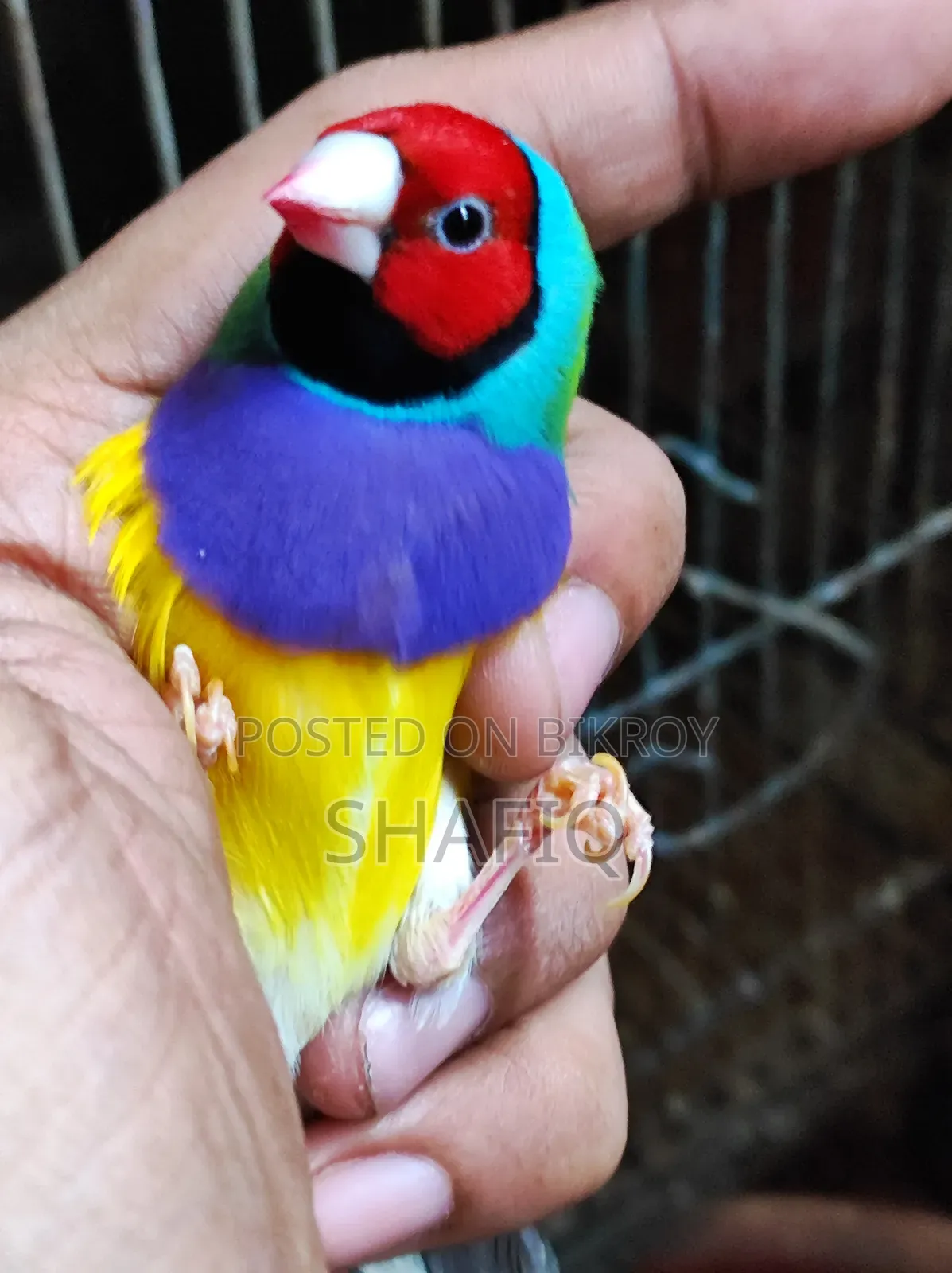 New Adult Gouldian Finch Pair