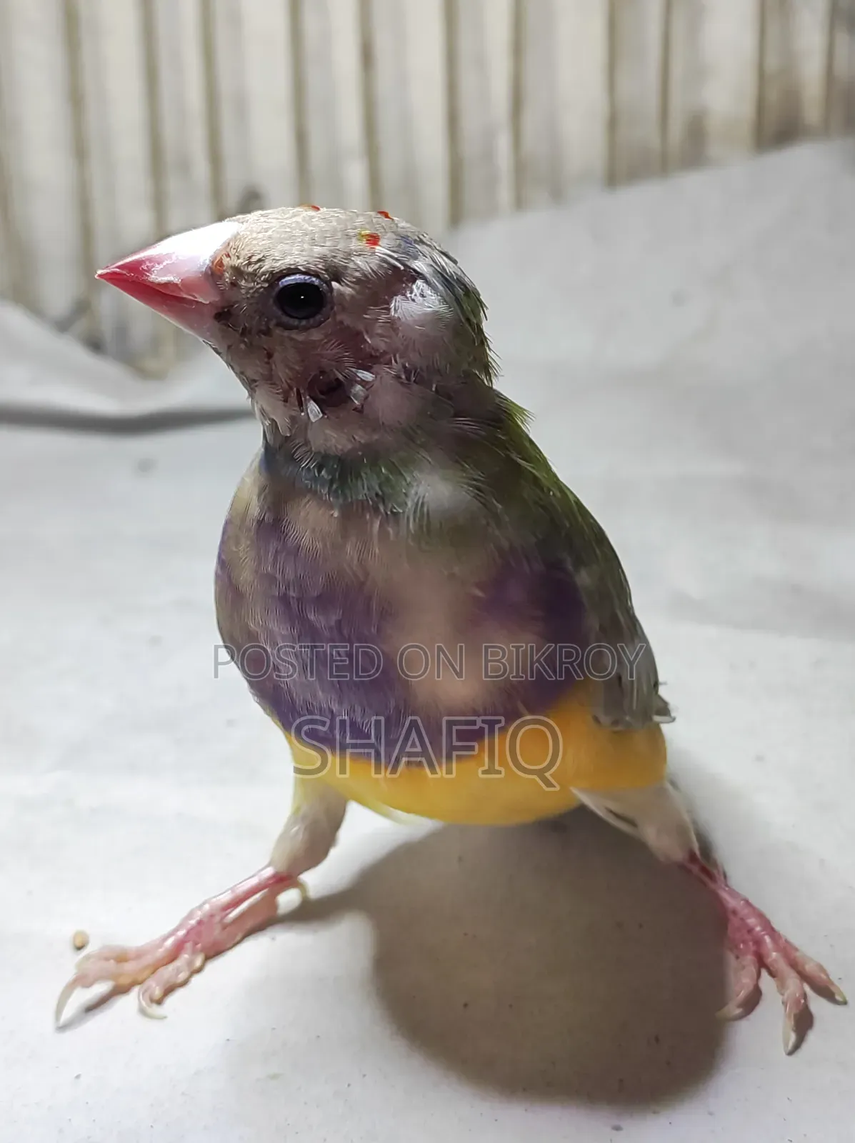 New Adult Gouldian Finch Pair
