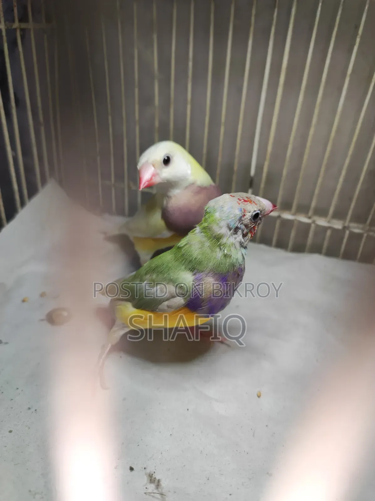 New Adult Gouldian Finch Pair