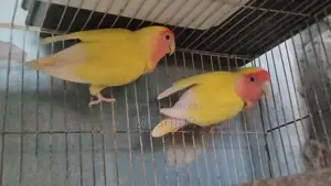 লাভবার্ড সেল/ পরিবর্তন