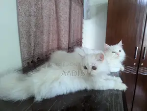 ৩-৬ মাসের মহিলা খাঁটি পার্সিয়ান বিড়াল