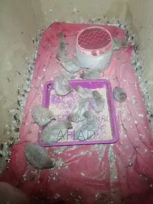 King quail with chicks & birds of various ages for sale,