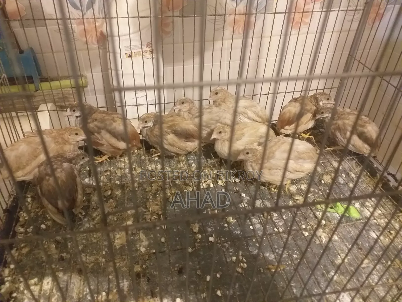 King quail with chicks & birds of various ages for sale,