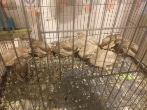 King quail with chicks & birds of various ages for sale,