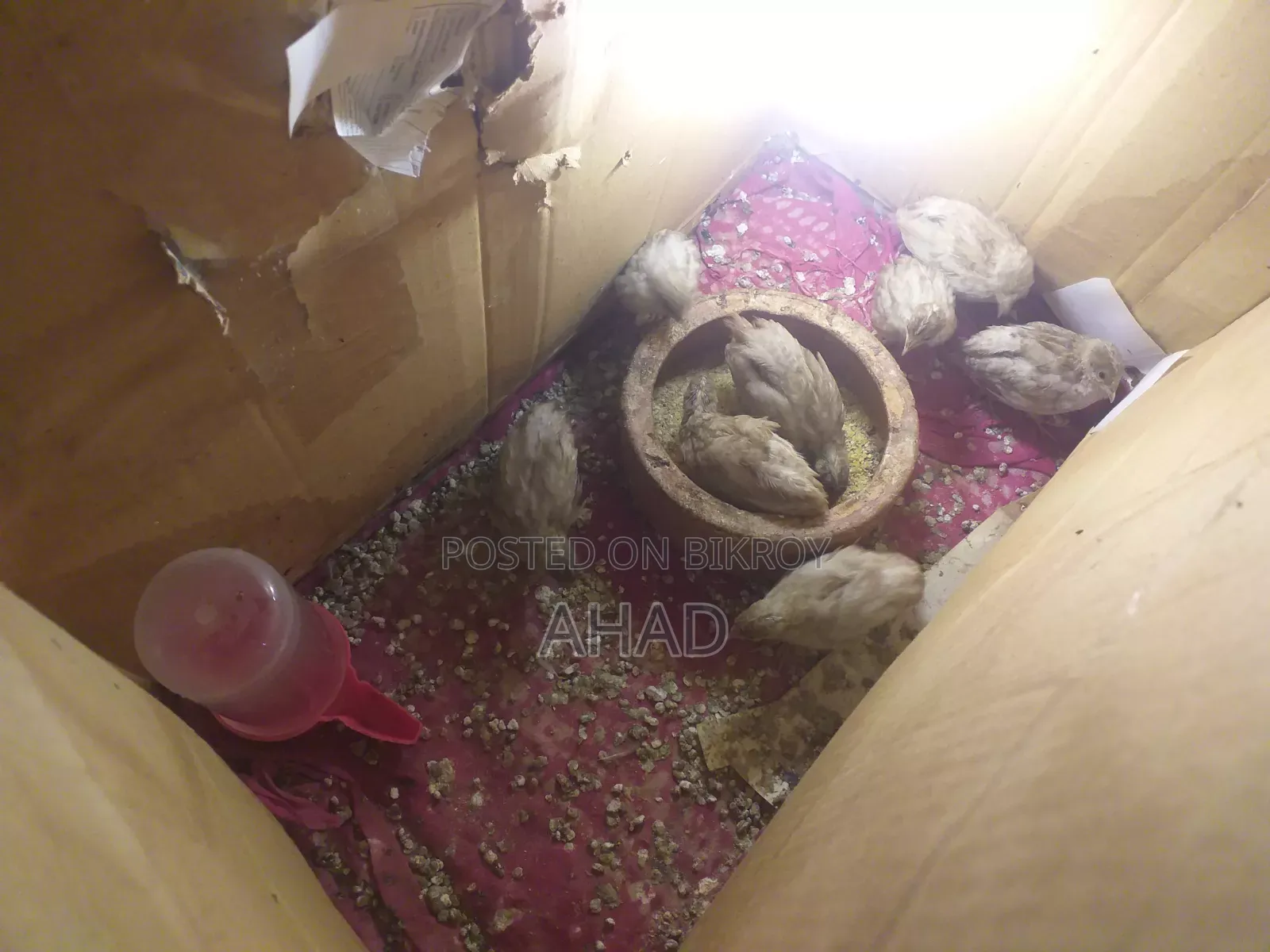 King quail with chicks & birds of various ages for sale,