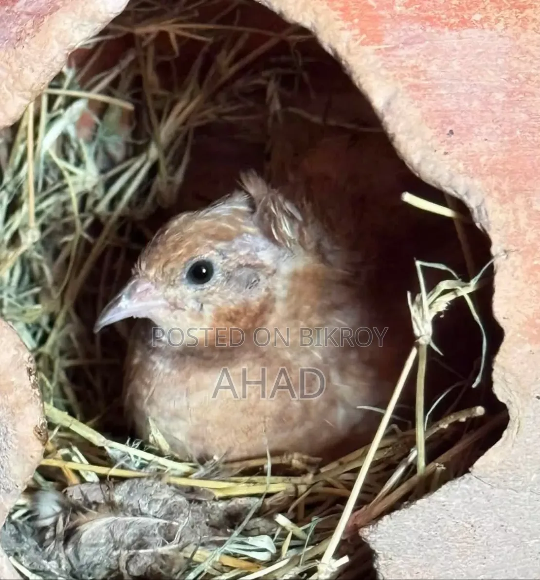 King quail with chicks & birds of various ages for sale,