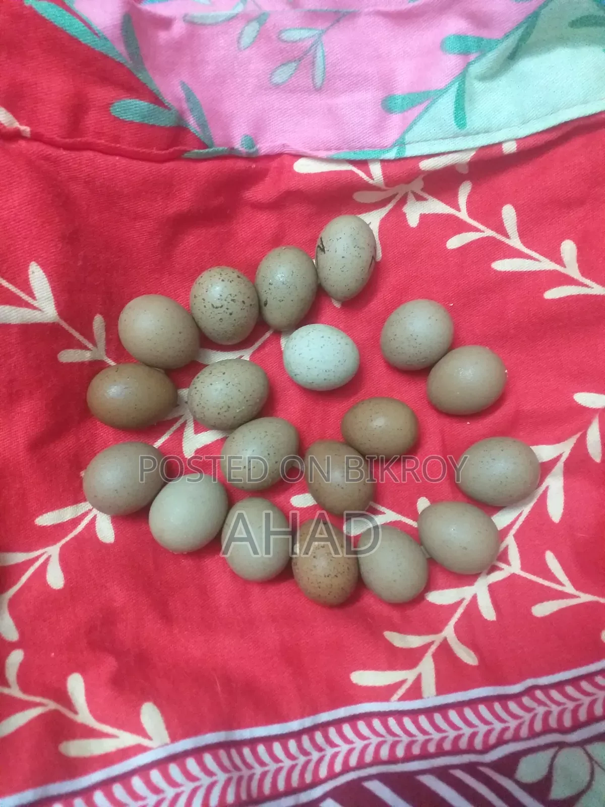 King quail with chicks & birds of various ages for sale,