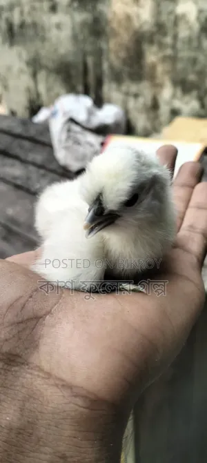 Silkie & Brahma Chicks