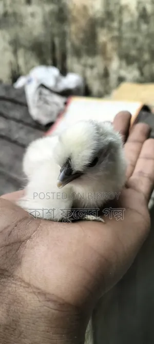 Silkie & Brahma Chicks