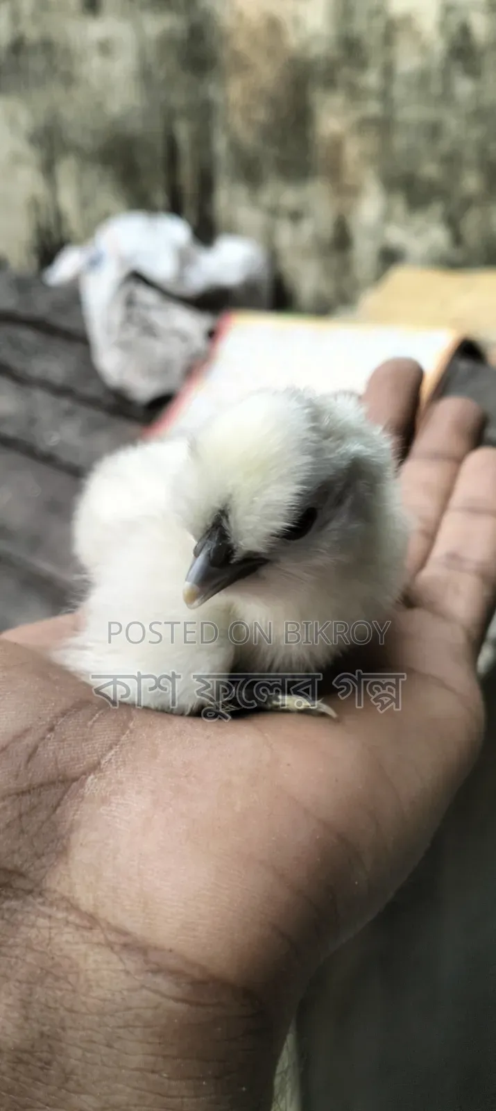 Silkie & Brahma Chicks
