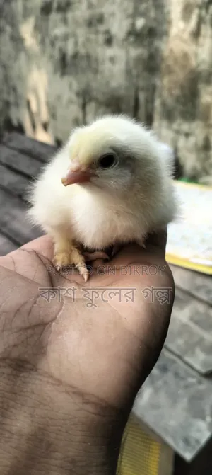 Silkie & Brahma Chicks