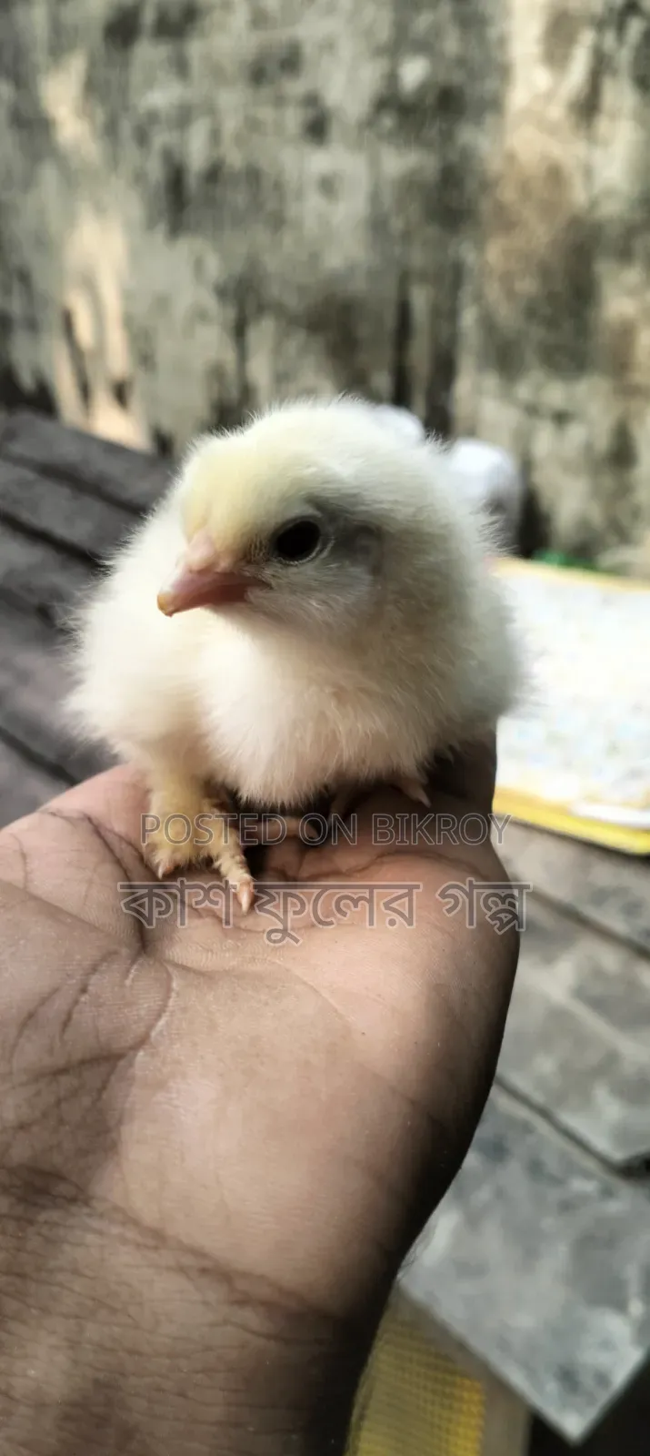 Silkie & Brahma Chicks